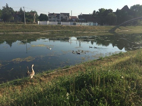 jezero zrenjanin