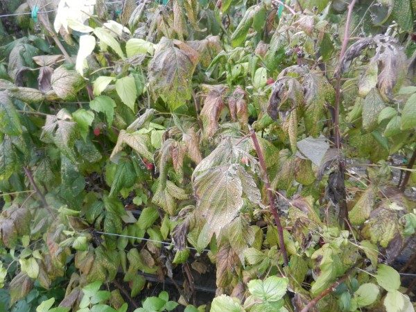 maline-jesen