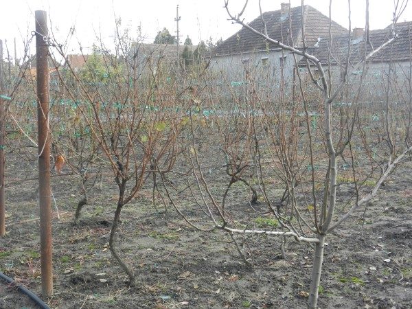 vocnjak-vinograd