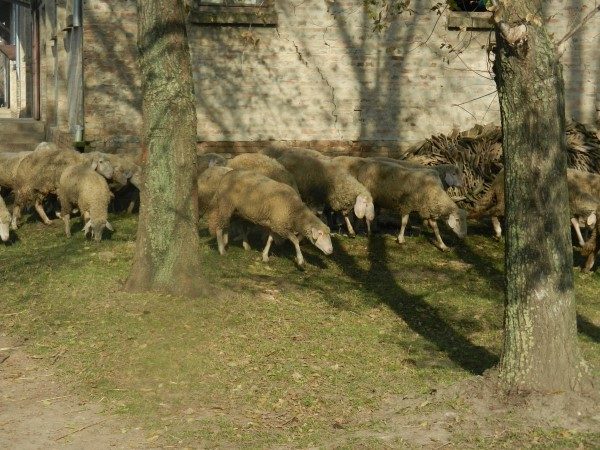 Poljoprivredna-skola-ovce