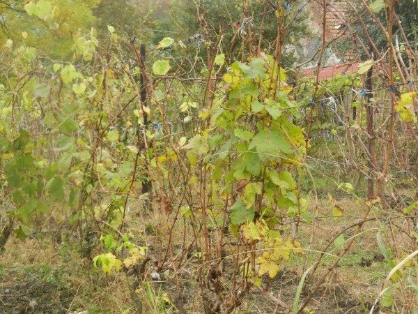 vinograd