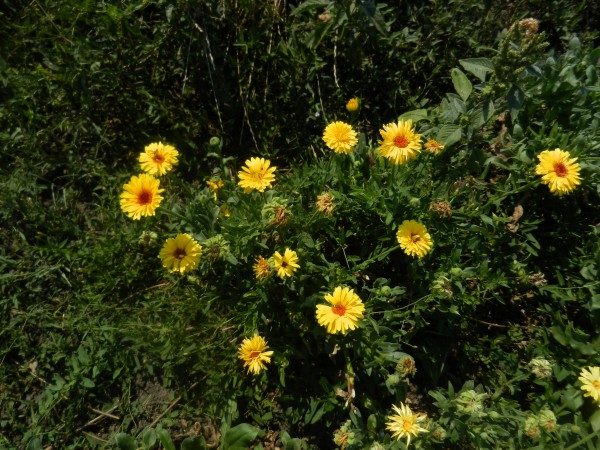 DSCN0988