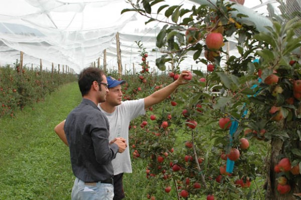 agronomi ilovezrenjanin