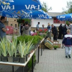 sajam cveca