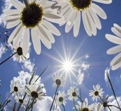 sunce