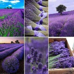 lavanda