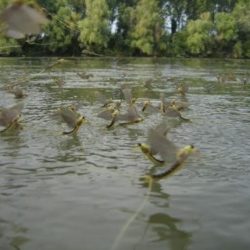 tiski cvet insekt