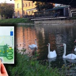 100 eura labudovi zrenjanin1 1