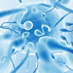 spermatozoidi