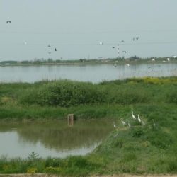ribnjak