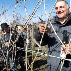 vinograd orlovat