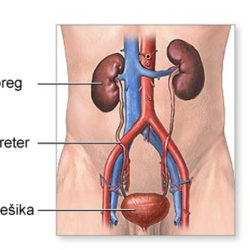 urinarni trakt 1