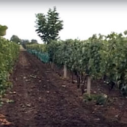 vinograd aradac