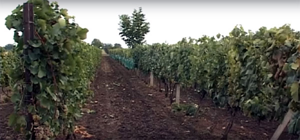 vinograd aradac