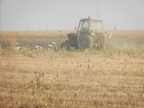 oranje traktor blize