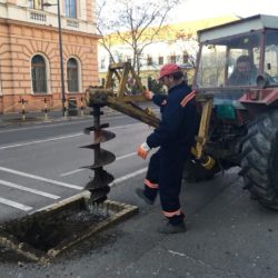 cistoca sadna novih stabala