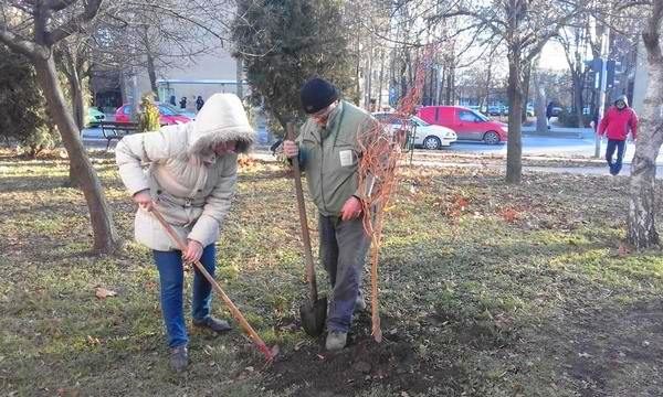 sadnja veljko vlahovic zrenjanin