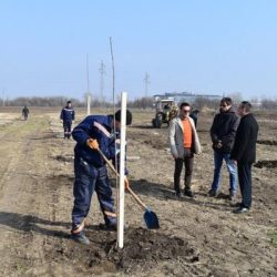 centralno groblje vetrozaštitni pojas javor