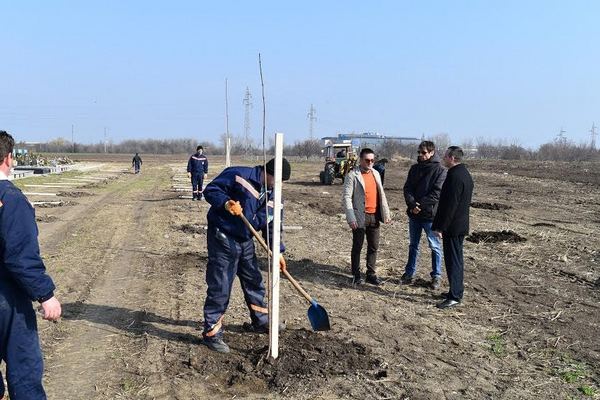 centralno groblje vetrozaštitni pojas javor