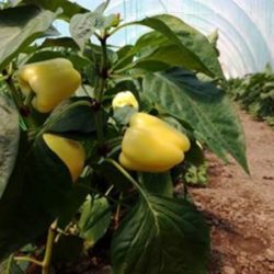 paprika babura Custom