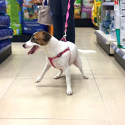 aristo pets 2
