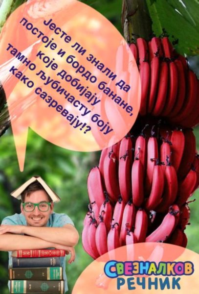 sveznalko banane