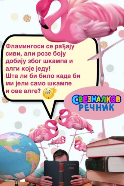 sveznalko flamingosi
