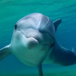 covek delfin