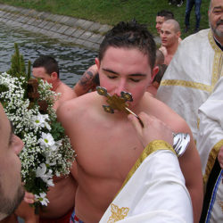 nenad zivanov