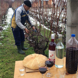 vinograd