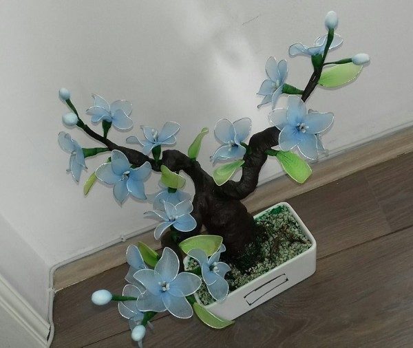 PLAVI BONSAI