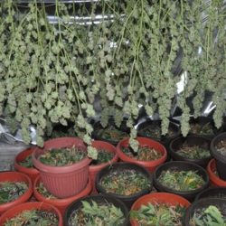 naslovna droga zrenjanin