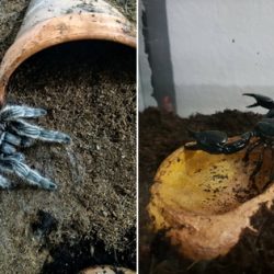 tarantula skorpija feat