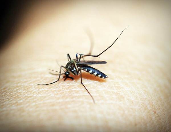 komarac 1