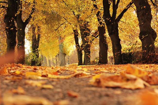 alley autumn autumn colours 235721