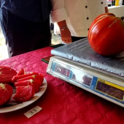 naslovna paradajz