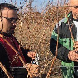 sveti trifun vinograd