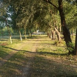topole tomasevac