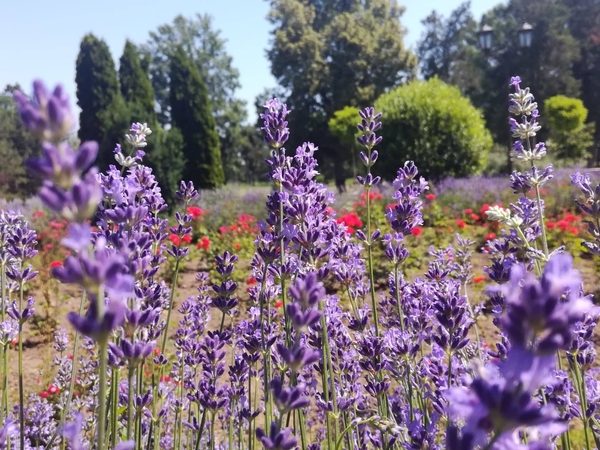 lavanda cvet 1