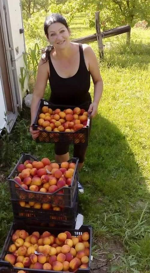 pripremanje zimnice1