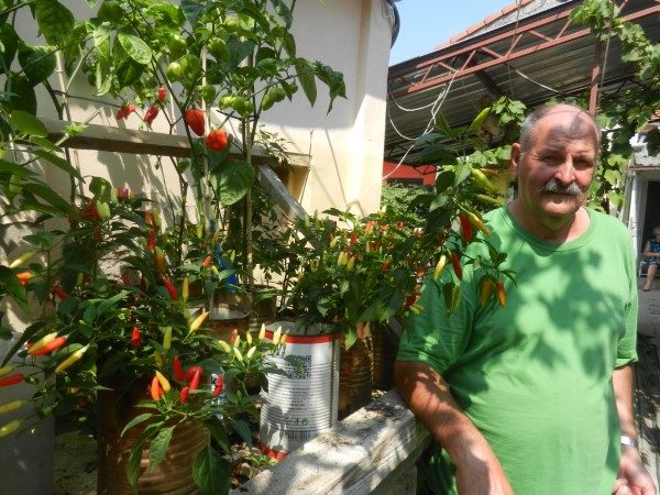 Neobičan vrt u centru grada – cveće su zamenile ljute papričice 7 DSCN1560