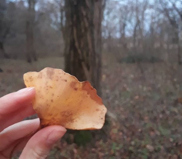 rogendorf ginko