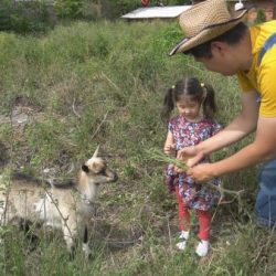 bulat mini zoo belo blato