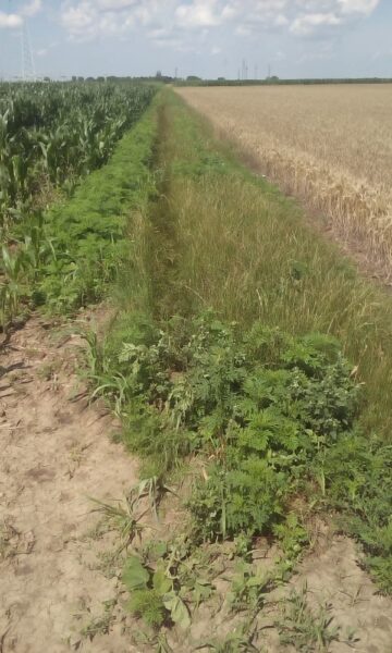 Lokalne samouprave dužne da preduzmu hitne aktivnosti protiv ambrozije 1 Zrenjanin atarski put 17 pre