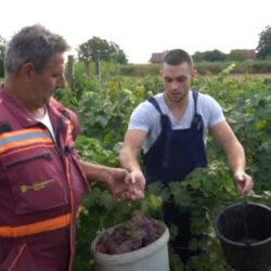 vinograd
