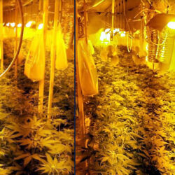 laboratorija marihuana