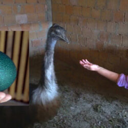 emu i jaje