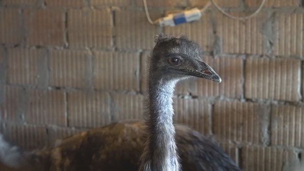 emu