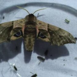 Smerinthus ocellata