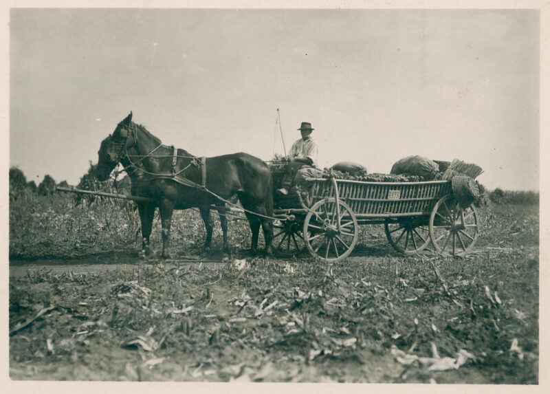 Prevoz kukuruza u dugackim kolima okolina ZR 1935